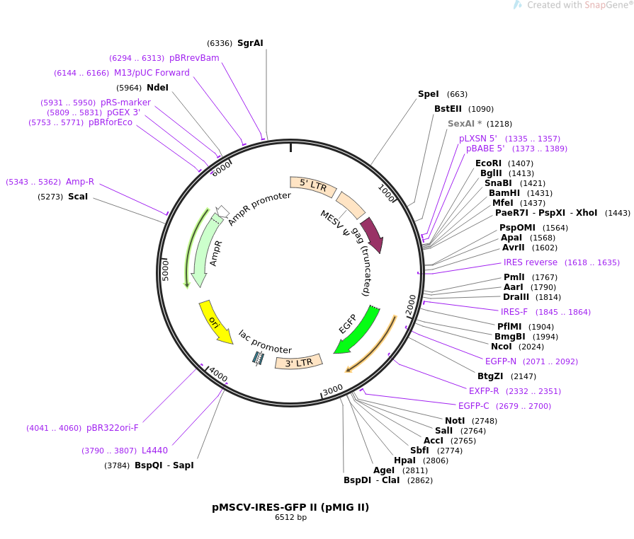pMSCV-IRES-GFP II质粒图谱